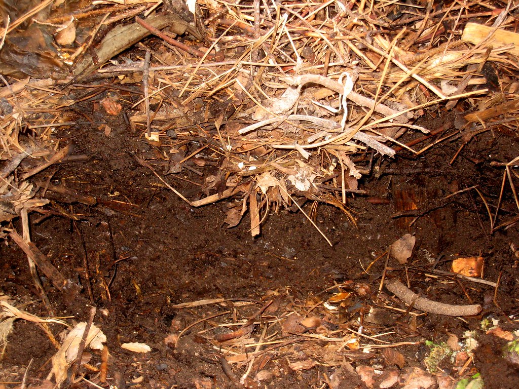 Compost en décomposition au jardin