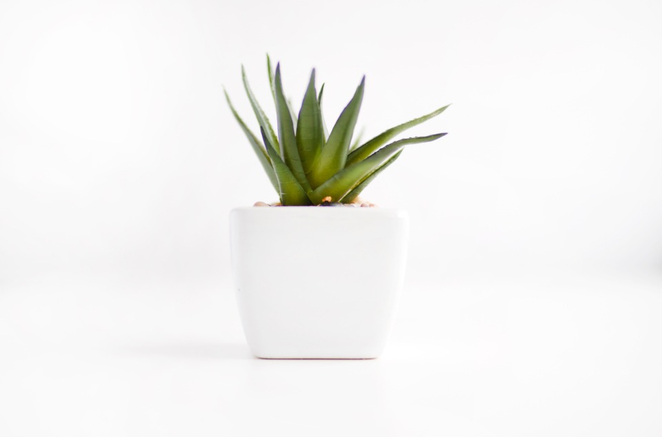 Plante verte d’intérieur dans un pot blanc